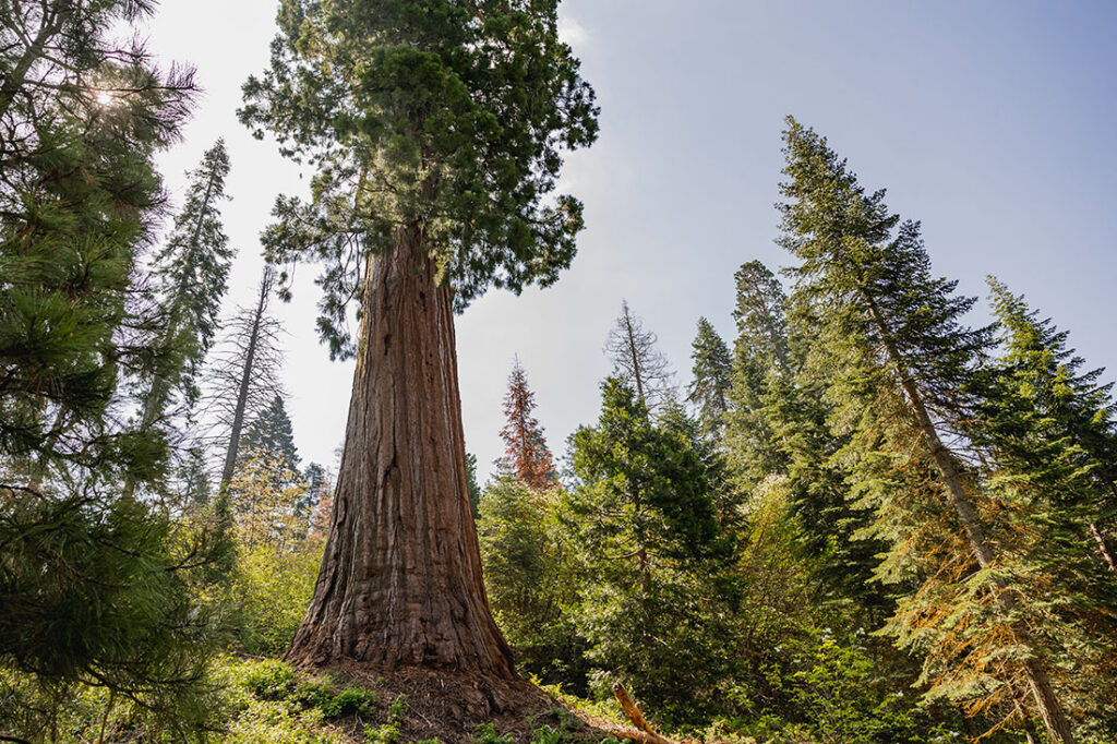 A giant sequoia towers over the surrounding forest at Mountain Home Demonstration State Forest in the Southern Sierra. Giant sequoias in Mountain Home can reach 240 feet tall and 27 feet in diameter. Many are more than 2,000 years old. In 2020, the Castle Fire damaged hundreds of old-growth giant sequoias in Mountain Home. American Forests helped plant approximately 212,000 trees in Mountain Home in 2022.