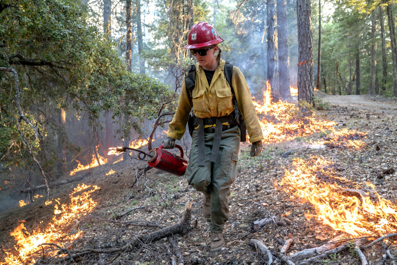 Controlled burns are a type of reforestation and forest restoration. This U.S. Forest Service worker is using a drip torch to start fires in Mendocino National Forest, California.